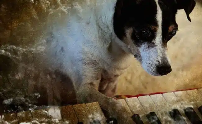 heart-of-a-dog-laurie-anderson-telling-stories