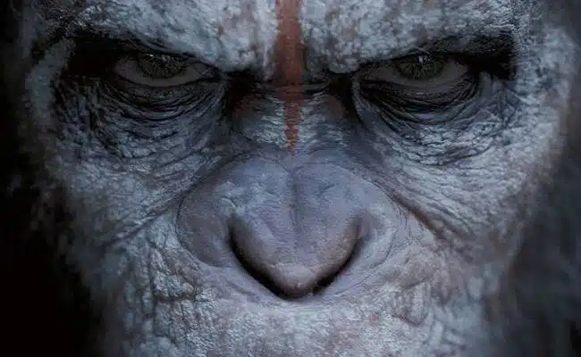 183690-ranking-the-planet-of-the-apes