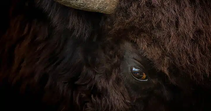 Ken Burns on the Heartbreak and Hope of ‘The American Buffalo’