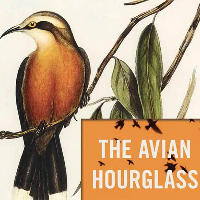 Avian Hourglass Lindsey Drager list